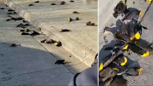 in mexico hundreds of birds mysteriously dropping dead from the sky video viral on internet