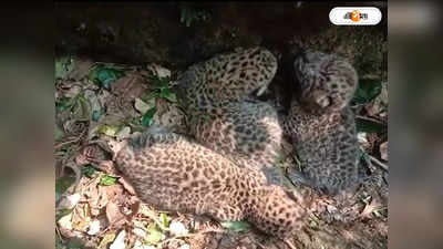 Leopard Attack : চা বাগানের নালায় পড়ে ৩ চিতাবাঘ শাবক, বন দফতরে খবর! তারপর...