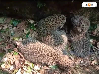 Leopard Attack : চা বাগানের নালায় পড়ে ৩ চিতাবাঘ শাবক, বন দফতরে খবর! তারপর...