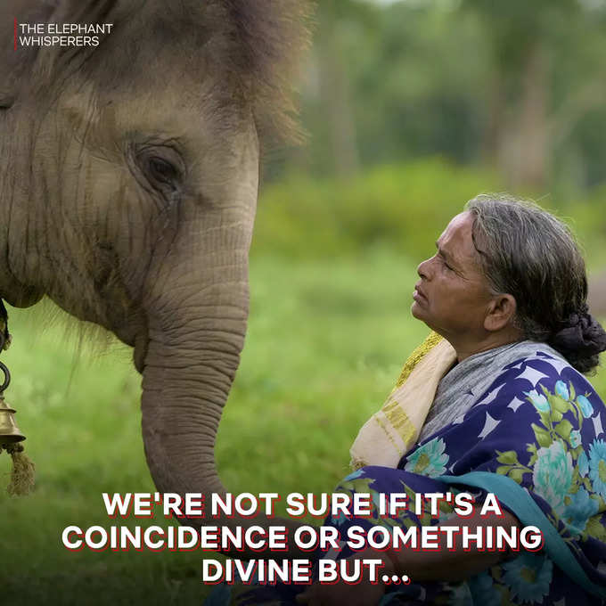 हत्ती आमच्या आयुष्याचा फार मोठा भाग आहेत