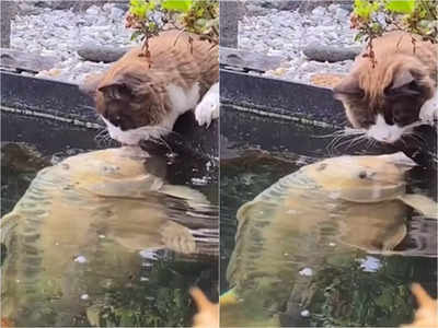 Viral Video: শিকার ভুলে মাছের সঙ্গে রোম্যান্সে মত্ত বিড়াল, ভিডিয়ো দেখে হাসির ফোয়ারা নেটদুনিয়ায়