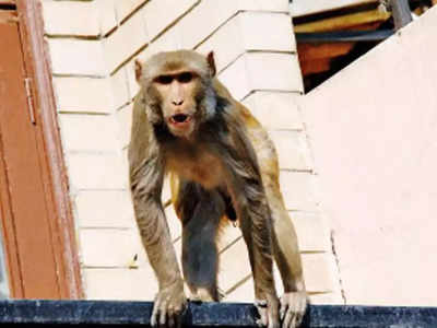 आवारा पशुओं के बाद अब योगी पकड़वाएंगे बंदर? परेशान युवक ने CM पोर्टल पर शिकायत कर मांगी मदद