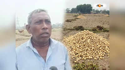 Potato Price : প্রতিকূল আবহাওয়ায় কমেছে আলুর ফলন, চিন্তায় ঘুম উড়েছে হুগলির চাষিদের