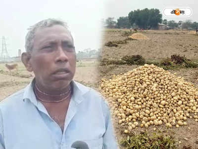 Potato Price : প্রতিকূল আবহাওয়ায় কমেছে আলুর ফলন, চিন্তায় ঘুম উড়েছে হুগলির চাষিদের