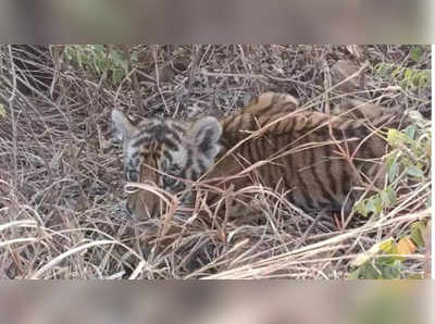 मृतवाघिणीच्या बछड्यांना गोरेवाड्याला हलविले; रेस्क्यू करुन घेतले ताब्यात