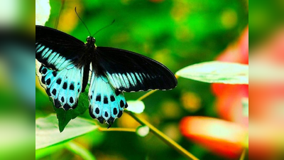 पेंचमध्ये आढळल्या १२९ फुलपाखरू प्रजाती; सिटीझन सायन्सपद्धतीने झाले सर्वेक्षण