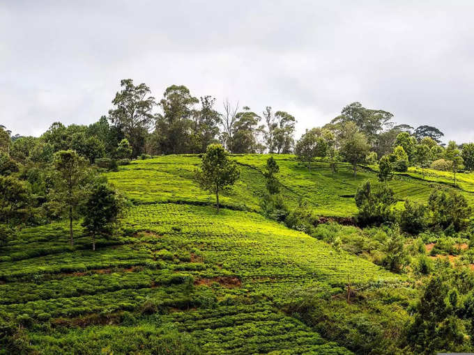 ಡಾರ್ಜಿಲಿಂಗ್