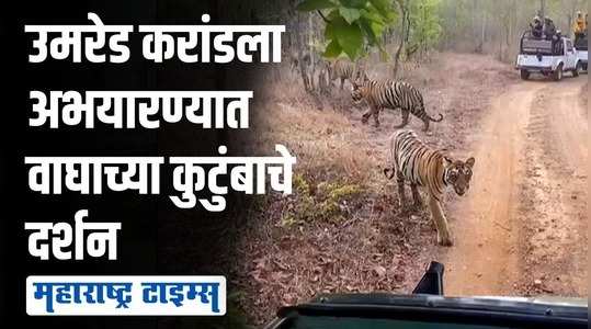 free movement of shadow female tigers in the sanctuary of pavani umred karand of bhandara district