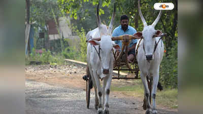 Trending News : গোরুরগাড়ি করেই শ্বশুরবাড়ির পথে নববধূ, ভিডিয়ো ভাইরাল সোশাল মিডিয়ায়