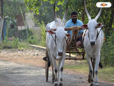 Trending News : গোরুরগাড়ি করেই শ্বশুরবাড়ির পথে নববধূ, ভিডিয়ো ভাইরাল সোশাল মিডিয়ায়