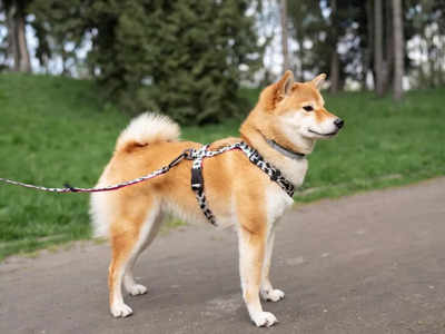 ये हैं 5 बेस्ट क्वालिटी वाले Harness For Dogs, वेस्ट स्टाइल में है उपलब्ध, इनसे डॉग पर रहेगा पूरा कंट्रोल