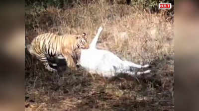 वाल्मीकि टाइगर रिजर्व में बाघ ने किया गाय का शिकार, फिर जबड़े में उठा ले गया... वायरल Video से इलाके में दहशत