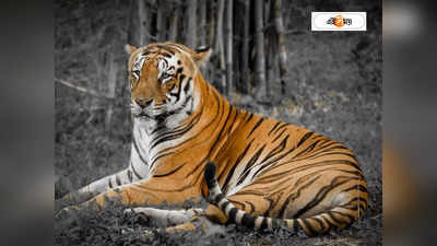 Royal Bengal Tiger: বাড়ির বাগানে ঘুরছে বাঘ! ভর সন্ধ্যায় ঘরের বাইরে যাওয়ায় জারি নিষেধাজ্ঞা