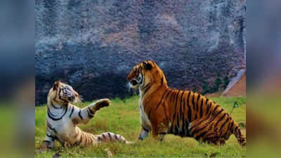 Uttarakhand : Rajaji Tiger Reserve में दहाड़ेंगे 3 और बाघ, Corbett Tiger Reserve से होंगे शिफ्ट