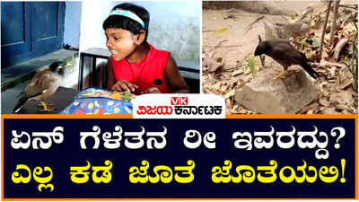 Bird special friendship with a little girl :ಬಾಲಕಿಯೊಂದಿಗೆ ಮೈನಾ ಹಕ್ಕಿಯ ವಿಶೇಷ ಸ್ನೇಹ; ಶಾಲೆಗೂ ಹೋಗುತ್ತೆ, ತರಗತಿ, ಆಟದ ಮೈದಾನದಲ್ಲೂ ಹಾಜರ್‌