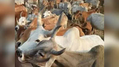 Cattle Smuggling Case: ইনোভা গাড়িতে বোঝাই গোরু! দেখেই ধাওয়া পুলিশের, তারপর...