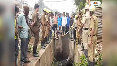 Purba Medinipur News : ছুটতে গিয়ে ধপাস! পাঁশকুড়ায় ড্রেনে ষাঁড়ের পড়ে যাওয়াকে ঘিরে হুলুস্থুল