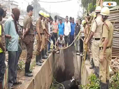 Purba Medinipur News : ছুটতে গিয়ে ধপাস! পাঁশকুড়ায় ড্রেনে ষাঁড়ের পড়ে যাওয়াকে ঘিরে হুলুস্থুল