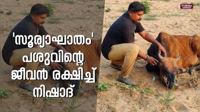 കൊടുംചൂടിൽ കുഴഞ്ഞുവീണ് പശു ;രക്ഷകനായി നിഷാദ് |sunstroke|