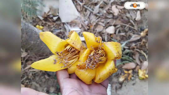 Yellow Shimul Tree : বিরল হলুদ শিমুলের সন্ধান, বাংলার ক...                                         