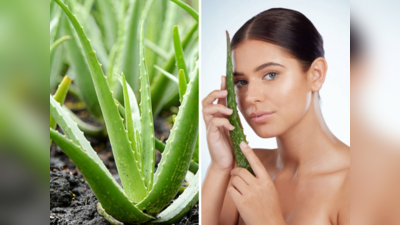 Aloe Vera Benefits : गुढी पाडव्याला चेहरा सतेज हवा असेल तर बहुगुणी कोरफडचा असा करा वापर