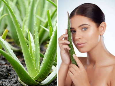 Aloe Vera Benefits : गुढी पाडव्याला चेहरा सतेज हवा असेल तर बहुगुणी कोरफडचा असा करा वापर