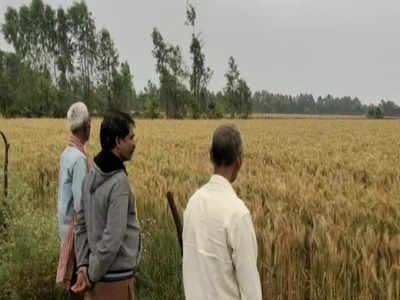 Hardoi: बारिश और ओले ने बढ़ाई किसानों के दिल की धड़कन, जानिए क्या कहते है कृषि विशेषज्ञ