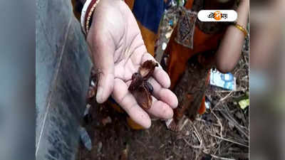 West Bengal News: বাদাম ভেবে ভেড়রা ফলকে খেয়ে অসুস্থ ৮, ভর্তি হাসপাতালে