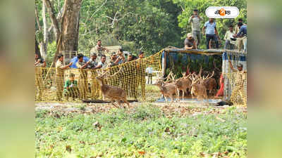 Siliguri Bengal Safari : বাঘেদের খাদ্য ভাণ্ডার সুনিশ্চিত করার প্রয়াস, ৮৬ চিতল হরিণ আনা হল বক্সায়