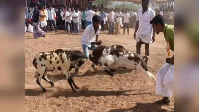 அம்மையநாயக்கனூரில் முதன்முறை.. கிடா முட்டு போட்டியில் நூற்றுக்கும் மேற்பட்ட கிடாய்கள் பங்கேற்பு..