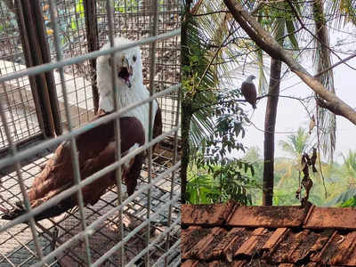 വീടിന് പുറത്തിറങ്ങിയാൽ വട്ടമിട്ട് പറന്ന് പിന്നിൽ കൂടും; കുട്ടികളെ ആക്രമിച്ച പരുന്തിനെ പിടികൂടി