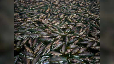 Fish Death: ಆಸ್ಟ್ರೇಲಿಯಾದಲ್ಲಿ ಲಕ್ಷಾಂತರ ಮೀನುಗಳು ಸಾವು.! ಬೆಚ್ಚಿಬಿದ್ದ ಜನರು