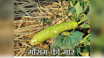 Crop Damage: दुर्लभ होंगे आम-लीची के दर्शन! सब्जियां हो सकती हैं बेकाबू, बेमौसम बारिश से फसलों को भारी नुकसान