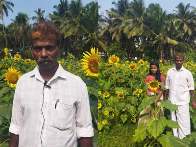 കാസർകോടൻ മണ്ണിലും സൂര്യകാന്തി വിടരും, മണൽ പാടത്ത് മഞ്ഞ വസന്തം വിരിയിച്ച് ഒരു ജൈവകർഷകൻ