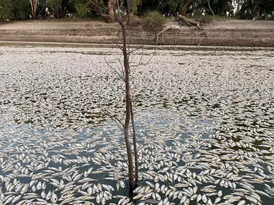 Global Warming News: डरना जरूरी है! इस देश में इतनी गर्मी पड़ी कि मर गईं नदी की सारी मछलियां, अब लोगों का जीना मुहाल