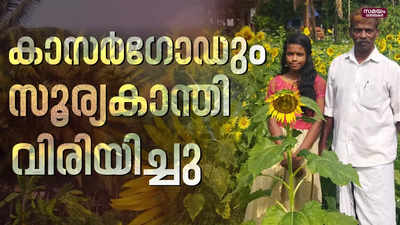 വെല്ലുവിളികളെ അതിജീവിച്ച് നേടിയ പൂക്കാലം | Sunflower | Kasargod