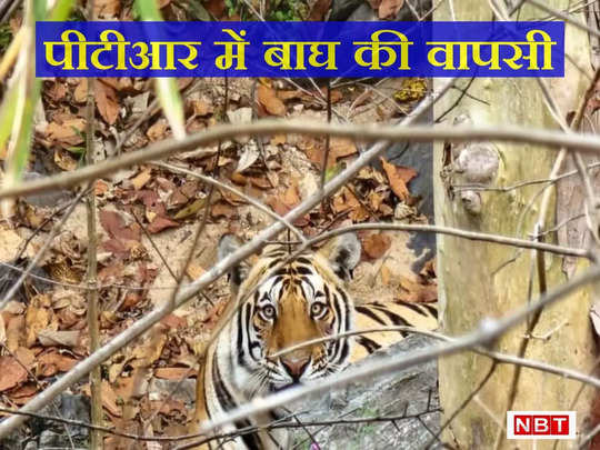 पीटीआर के लिए खुशखबरी...तीन साल बाद दिखा बाघ, छत्तीसगढ़ के कुटकु रेंज से झारखंड की आने की संभावना