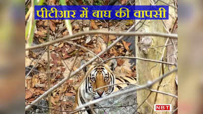 पीटीआर के लिए खुशखबरी...तीन साल बाद दिखा बाघ, छत्तीसगढ़ के कुटकु रेंज से झारखंड की आने की संभावना