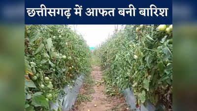 Chhattisgarh News: कहीं मौत बनकर आई बारिश तो कहीं फसलें बर्बाद, उत्तरी छत्तीसगढ़ में सब्जी किसानों को बड़ा नुकसान