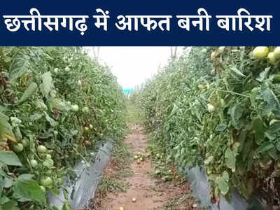 Chhattisgarh News: कहीं मौत बनकर आई बारिश तो कहीं फसलें बर्बाद, उत्तरी छत्तीसगढ़ में सब्जी किसानों को बड़ा नुकसान