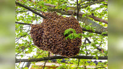 मधुमक्खियों के हमले में एक शख्स की मौत, पांच घायल... बिजनौर में खेत से लौट रहे किसान के साथ हादसा हो गया
