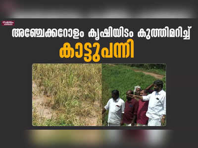 നെല്‍കര്‍ഷകരുടെ പ്രതീക്ഷകൾ നശിപ്പിച്ച് കാട്ടുപന്നി ആക്രമണം | Rice Farmers