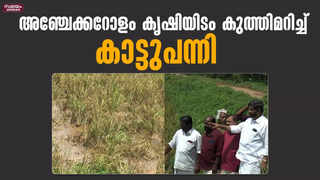 നെല്‍കര്‍ഷകരുടെ പ്രതീക്ഷകൾ നശിപ്പിച്ച് കാട്ടുപന്നി ആക്രമണം | Rice Farmers