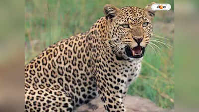 Leopard In Tea Garden : চা বাগান থেকে উদ্ধার চিতাবাঘ, চিকিৎসা শুরু হতেই ঘটল বিপত্তি