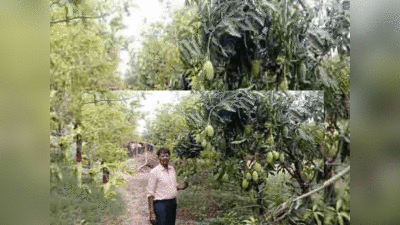 Hamirpur News: फलों के राजा आम का मजा... आम से लदे पेड़ों को देख किसानों के खिले चेहरे