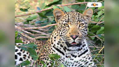 Leopard Video: কাঁটাতার পেরিয়ে ভূস্বর্গে অনুপ্রবেশ পাক চিতাবাঘের, সতর্ক প্রশাসন