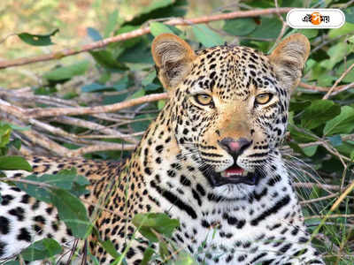 Leopard Video: কাঁটাতার পেরিয়ে ভূস্বর্গে অনুপ্রবেশ পাক চিতাবাঘের, সতর্ক প্রশাসন