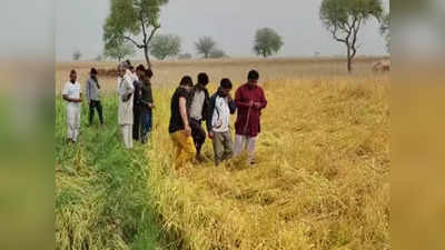 Haryana Weather: ओलावृष्टि, बरसात और तेज हवा से गेहूं-सरसों की फसल बर्बाद, सदमे में हरियाणा के किसान