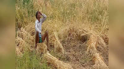 Uttar Pradesh में किसानों की उम्मीदों पर फिरा बेमौसम बारिश का पानी, खड़ी फसल पर गहराया संकट