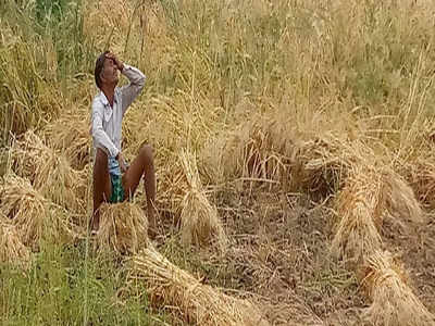 Uttar Pradesh में किसानों की उम्मीदों पर फिरा बेमौसम बारिश का पानी, खड़ी फसल पर गहराया संकट